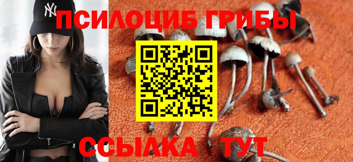 Дальнегорск  Псилоцибиновые грибы Psilocybine cubensis  Вход с VPN 